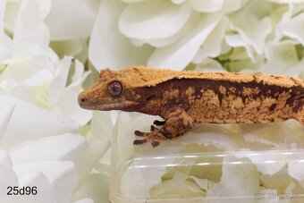 Pagekon řasnatý Rhacodactylus ciliatus Correlophus ciliatus - 6