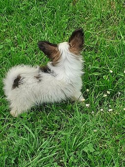Papillon - 6