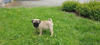 mops - 6