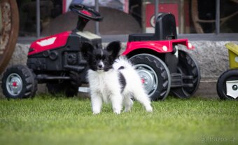 Papillon s PP - 6