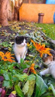 Daruji koťátko - 6