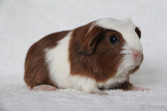 Morče, morčata s PP - krátkosrstá - 6