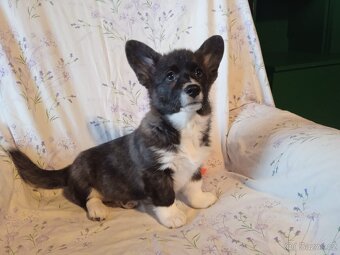 Welsh Corgi - 6