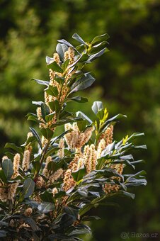 Nikon nikkor 300mm f1:4.5 - 6