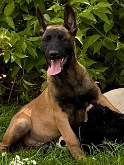 BELGICKÝ OVČÁK MALINOIS - ŠTĚŇATA - 6