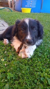 Náš Bailey hledá nevěstu border kolie - 6