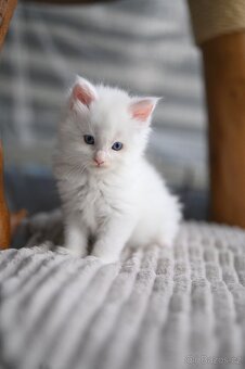 Mainská mývalí - maine coon - MCO - 2 MODROOKE KOŤÁTKA - 6