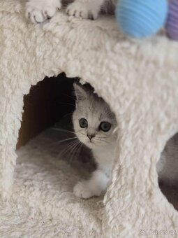 Britské koťatka chinchilla - 6