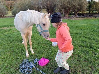 Welsh pony B - valach - 6