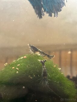 Krevetky carbon rili - 6