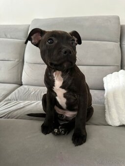 Stafordšírský bulteriér - 6