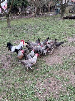 Vlaška stříbrná - 6