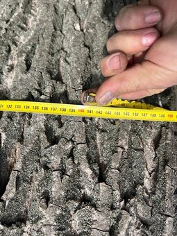 Kmeny ořešáku 104-140cm obvod ořešák - 6