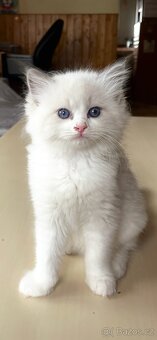 Ragdoll koťata s PP - 6