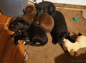 Štěňata k rezervaci - Rhodéský ridgeback × Border kolie - 6