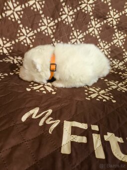 Samojed štěňata s PP - 6