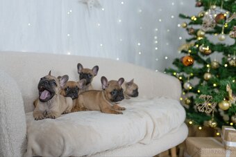 Francouzský buldoček - 6