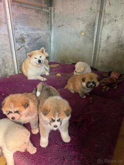 Štěňata Akita inu - 6