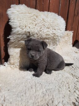 BULLY x CHOW CHOW - 6