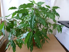 Pokojové rostliny - Ficus, zelenec, pryžec - 6