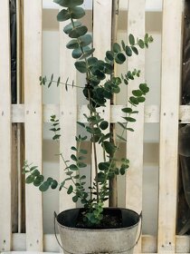 Eukalyptus ( český vypěstek) - 6