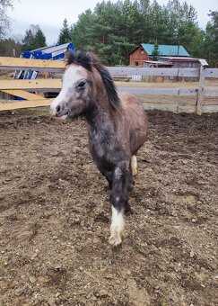 Welsh mountain pony sekce A - klisna - 6