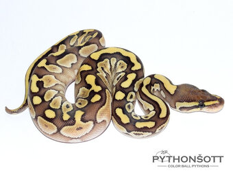NOVĚ SNÍŽENÉ CENY - Krajta královská (python regius) - 6