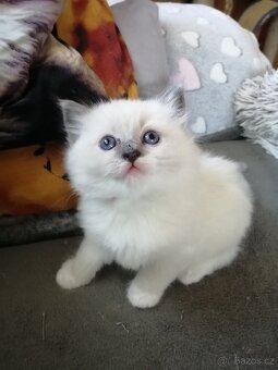 Ragdoll bez PP - 6