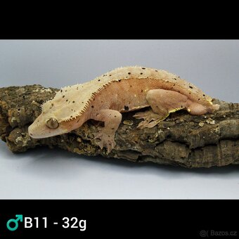 9.1 C. Ciliatus - 6