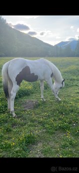 paint horse žrebček 1yr. - 6