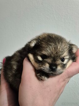 Pomeranian bez PP štéňátka - 6