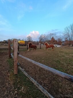 Prodám 2 valachy ČMB - 6