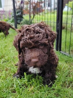 lagotto romagnolo - italský vodní pes - 6