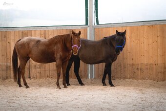 Grullo roan klisna American Quarter Horse, black homozygot - 6