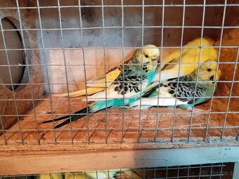 Andulka vlnkovaná - 6