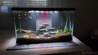 Akvarium s rybami - 6