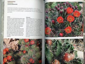 Mrazuvzdorné sukulenty a kaktusy - 6