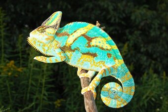 Prodám Chameleon jemenský - Chameleo calyptratus - 6