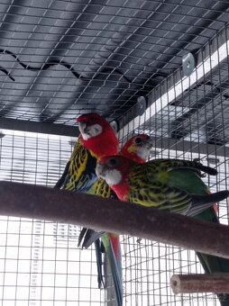 Rosela pestrá samec - 6