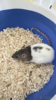 Potkany mazlicci na chov - 6
