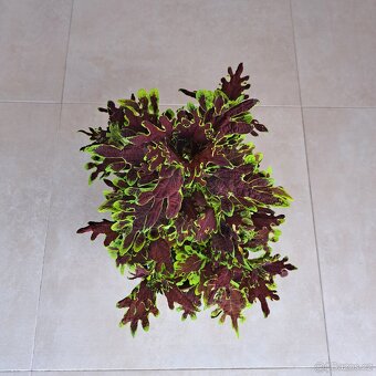 Africká kopřiva / Coleus - 6