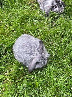 Zakrslý beránek činčilový - 6