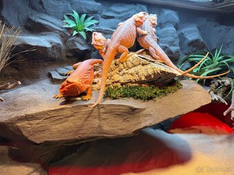 Agama vousatá samičky - 6