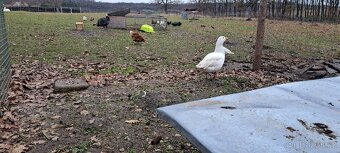 Husa Česká, kachna pižmová - 6