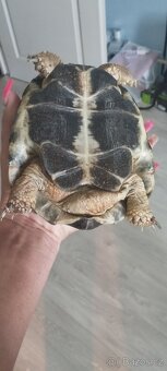 Želva+ terarium - 6