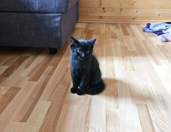 Malý černý Ďáblík hledá nové království. 🐾😺🐾 - 6