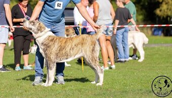 Středoasijský pastevecký pes - 6