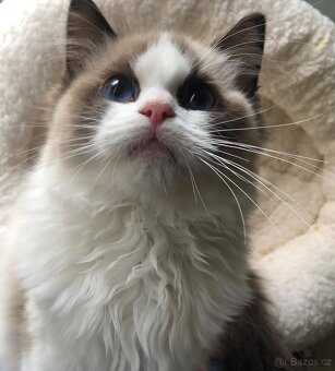 Ragdoll koťátka s PP(FIFE) - 6
