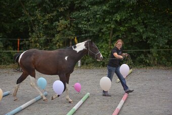 2,5 letá APH klisna - 6