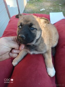 Štěňátka - 6
